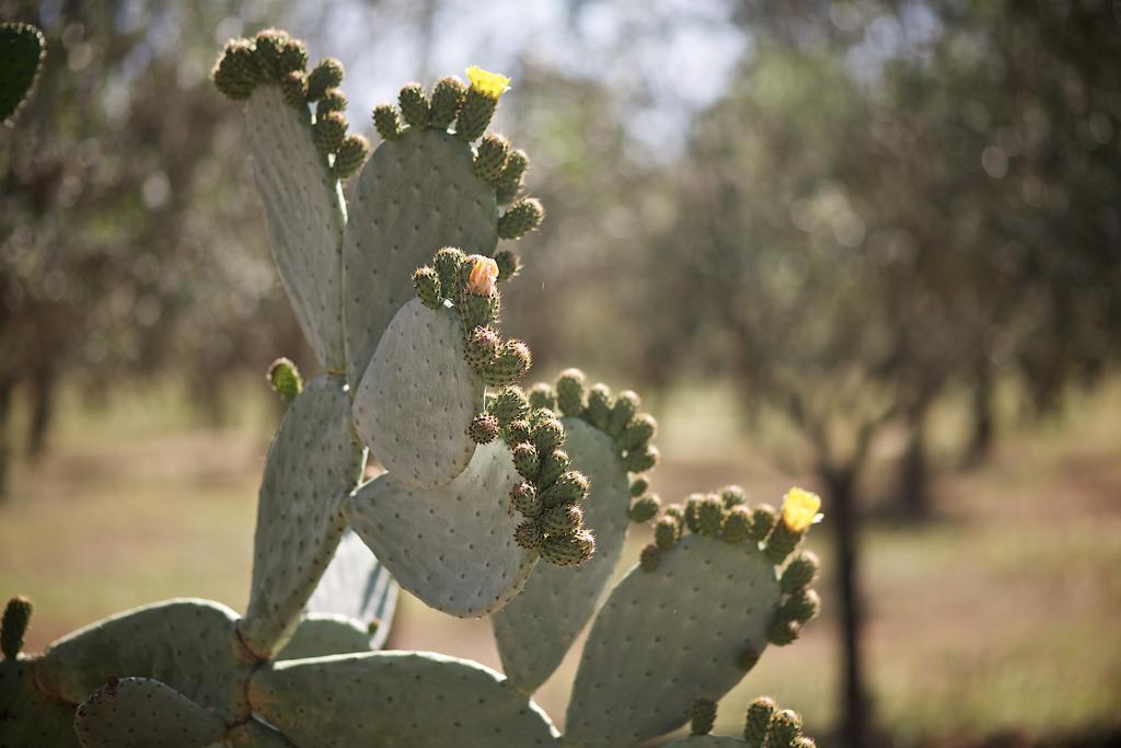 Tenuta Monacelli Lecce Buitenkant foto